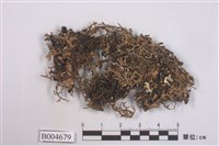 藏品(日本綿腹衣)的圖片